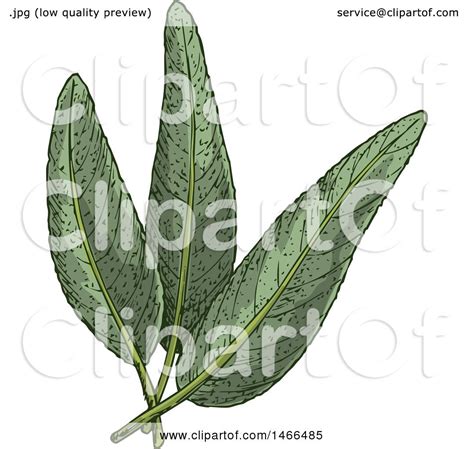 Clipart Of A Sketched Herb Sage Leaves Royalty Free