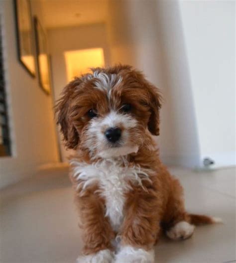 Country puppies own the parents and raise all of our puppies near bathurst west of sydney nsw, we do not source puppies from elsewhere. Toy Cavoodle Puppies For Sale