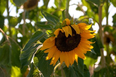 Giant Sunflower Free Stock Photo Public Domain Pictures