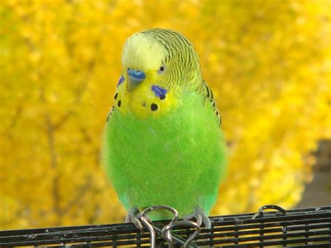 Green And Yellow Male Budgie Parakeet Inspirational Animals Pint