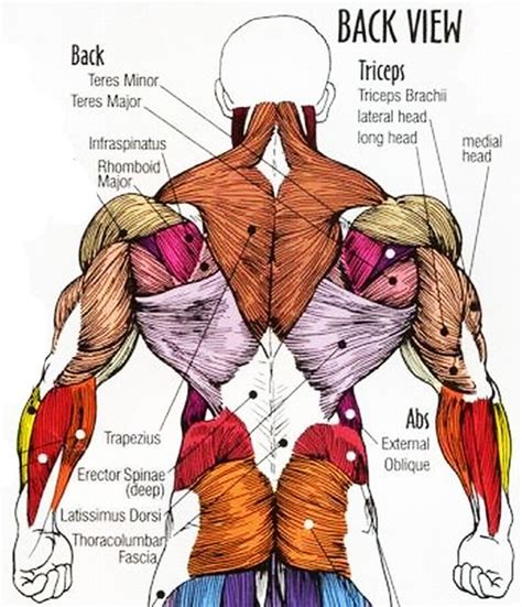 Upper Back Muscles Anatomy Cea Human Body Anatomy Human Body Anatomy Muscle Anatomy