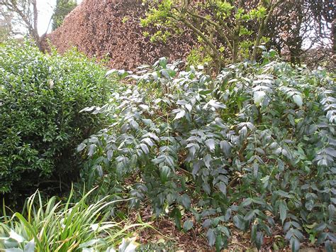 Life In The English Cotswolds Pruning Mahonia