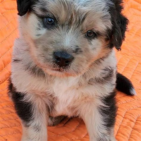 As much responsibility as it takes to care for a puppy, it's equally met. 4 Aussie puppies for sale in Stockton, California ...