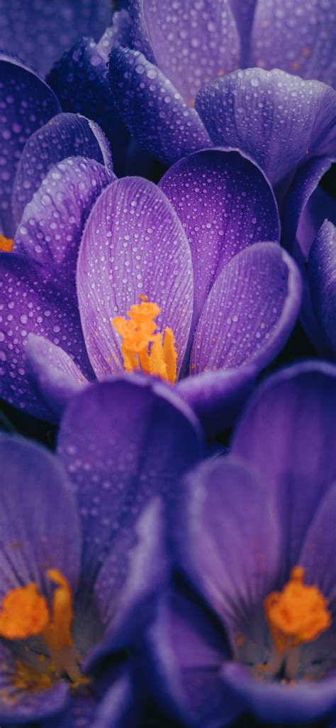 Purple Crocus Flower In Bloom Close Up Photo Iphone 11 Wallpapers Free