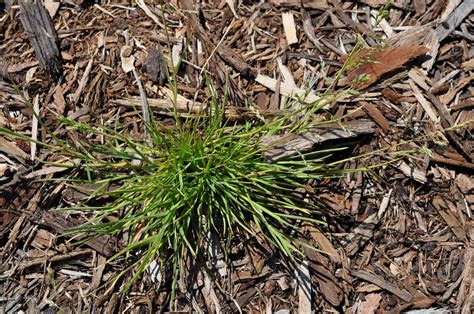 8 Common Weeds In Baton Rouge Louisiana And What They Can Tell You