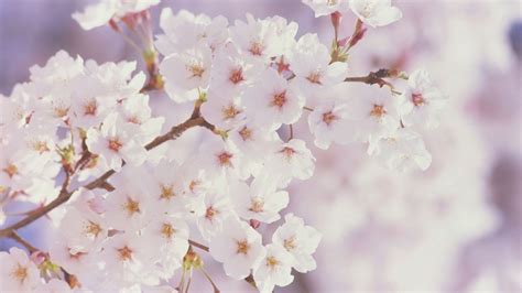 Pink Spring Flowers Wallpapers Wallpaper Cave