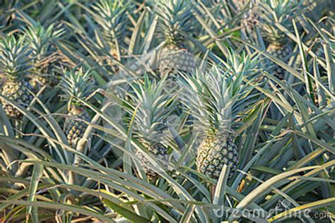 Pineapple Plant Tropical Fruit Growing In A Farm Stock Image Image