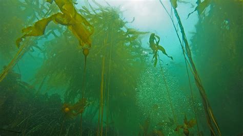Kelp Forests Olympic Coast National Marine Sanctuary