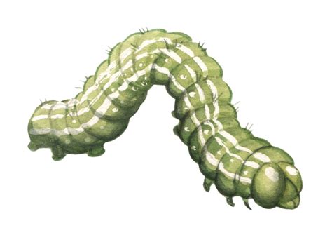 Little Green Caterpillar Original Watercolor Etsy