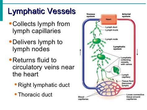 Lymphatic System Notes Lymphatic System Lymph Massage Thoracic Duct