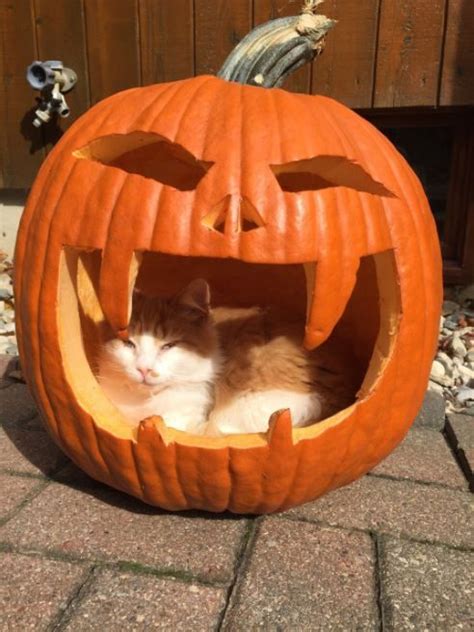 13 Photos Of Pumpkin Spiced Cattés Halloween Cat Pumpkin Carving