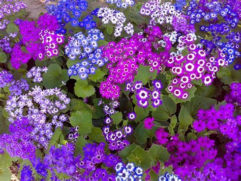 Purple Pink Blue Flowers