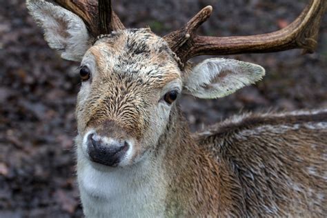 Free Images Wildlife Wild Mammal Fauna Reindeer Vertebrate Fallow Deer Red Deer Deer