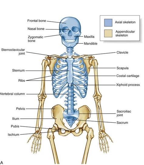 Axial Skeleton Osteology And Arthrology Clinical Gate Midwives Book