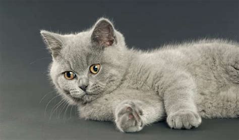British Shorthair Cat Origin Care And Health Catsfud