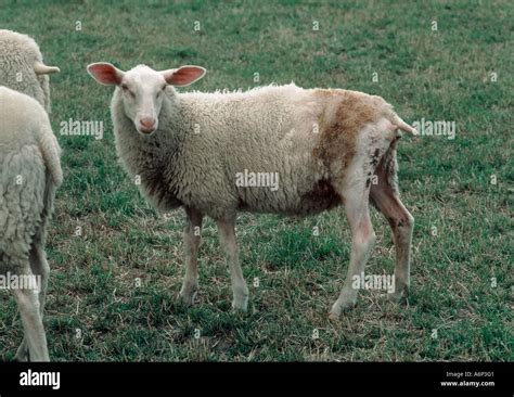 Fly strike sheep hi-res stock photography and images - Alamy