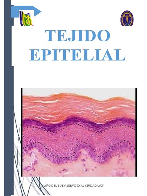 Tejido Epitelial Epitelio Biología Celular