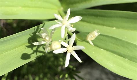 Star Lily Colorados Wildflowers