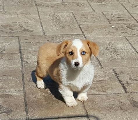 We only want to work with the best breeders and businesses, and that's why we put them all to the test with our. Pembroke Welsh Corgi Puppy for Sale - Adoption, Rescue ...