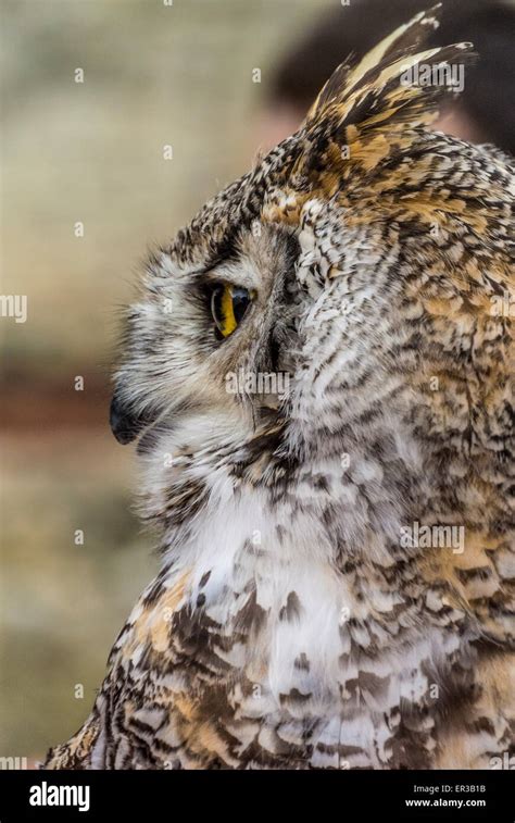 Great Horned Owl Face Side View