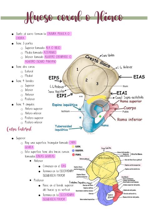 Hueso Coxal O Iliaco Docsity