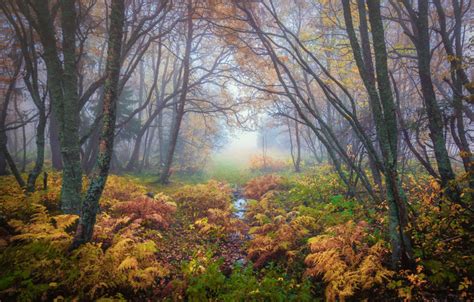 How To Photograph Forests And Trees Capturelandscapes
