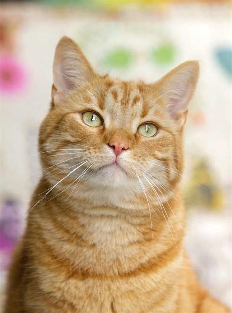 Fun Facts About Ginger Tabby Cats Cole Marmalade
