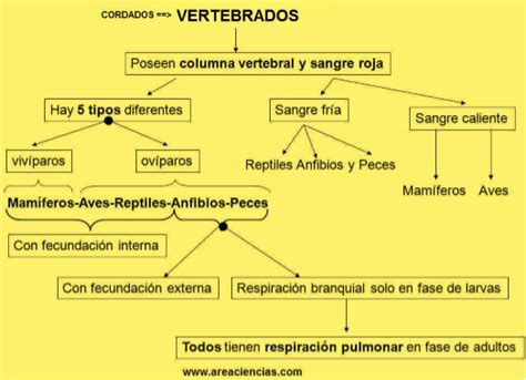 Reino Animal Web Itif Centrobiologia