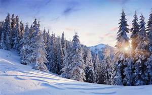 Nature, Landscapes, Trees, Forest, Mountains, Winter, Snow