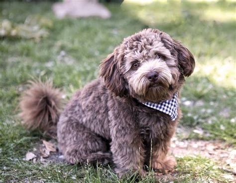 Schnoodle Breed Information Characteristics And Heath Problems