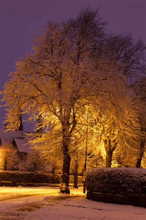 Snow Covered Tree At Night Free Stock Photo Public