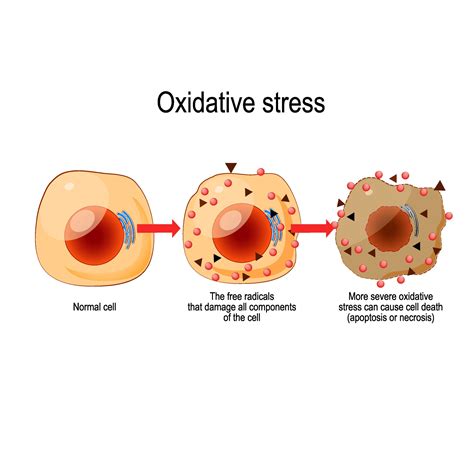 Oxidative Damage The Johns Hopkins Patient Guide To Diabetes
