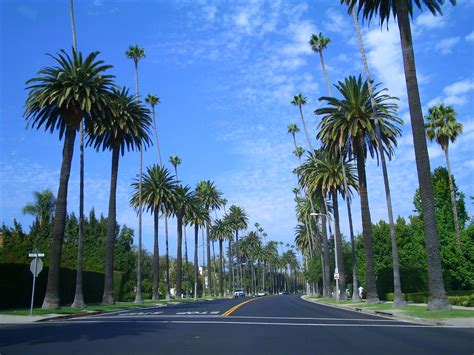 Typical Palm Tree Lined Street In Beverly Hills T Ave Pinterest Palm