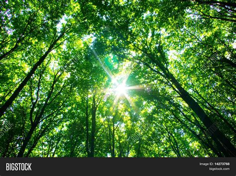 Green Forest Image And Photo Free Trial Bigstock