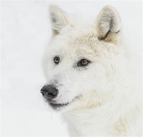 Winter Wolf Portrait Photograph By Athena Mckinzie Fine Art America