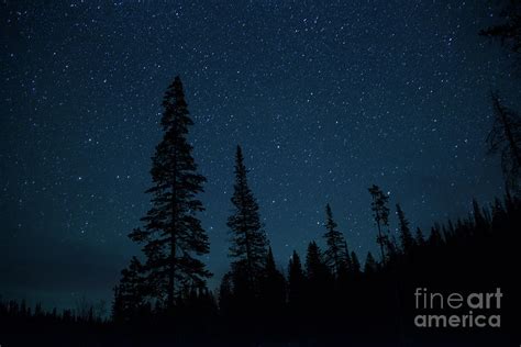 Night Stars Twinkling Over A Pine Tree Forest Photograph By Georgia Evans
