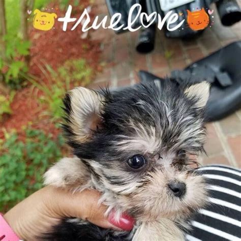 The litter consists of red/sables boys and girls and 3 red merle females. Morkie puppy dog for sale in Richmond, Virginia