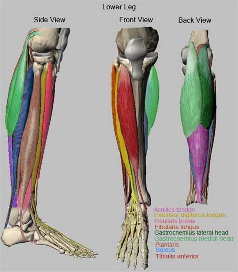 A regional study of human structure. muscles of the lower leg - Google Search | Athletic ...