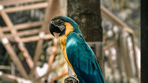 Download Wallpaper 1920x1080 Macaw Parrot Birds Colorful Tree Full