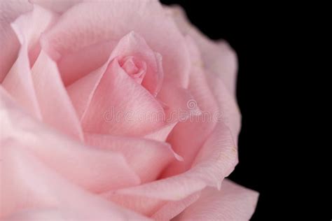 Beautiful Pink Rose Flower Closeup Stock Image Image Of Gentle