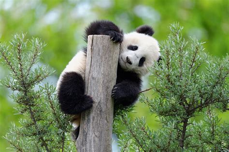 Artenschutzprojekt Großer Panda Tiergarten Schönbrunn