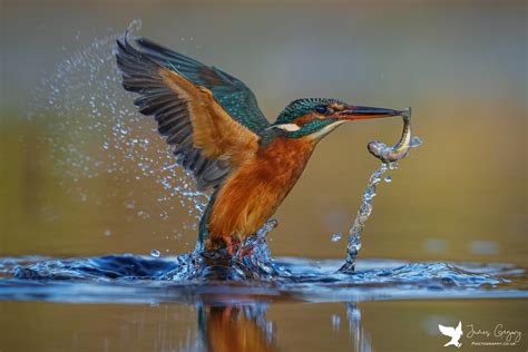 Kingfisher Coming Out The Water With A Fish Lovely Female Flickr