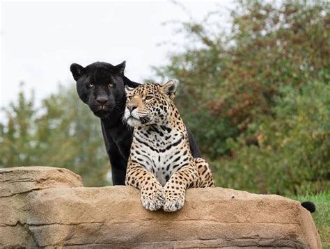 Nace Una Adorable Cría De Jaguar Negro En Un Santuario En Inglaterra