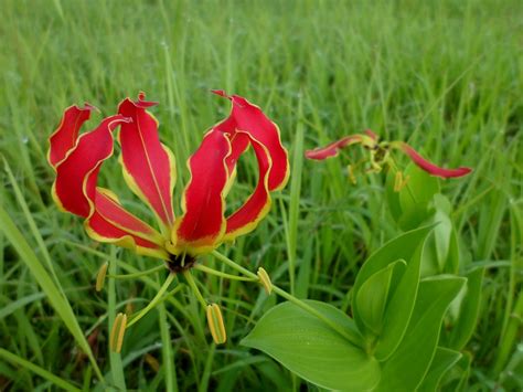 Download Free Photo Of Flame Lilygloriosa Superbaflowerlilytropical