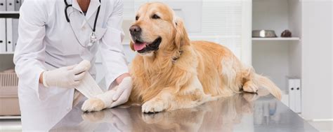 7 Steps Of Effective Veterinary Wound Management Vetrix Inc