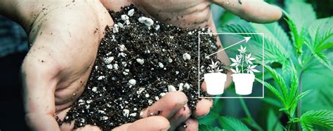 Growing Cannabis Outdoors The Best Soil Mix Zamnesia Blog
