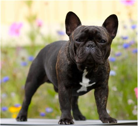 Blue brindle frenchie has a visible blue/grey coat with traces of brindle. French Bulldog - My Doggy Rocks