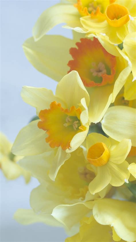 Daffodil Wallpapers 37 Images Inside