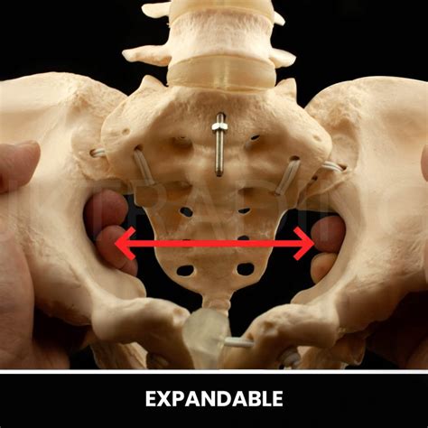 Anatomy Expandable Female Pelvis Model for Child Birth Demonstration
