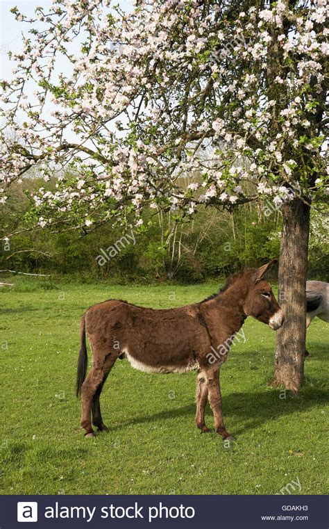 Donkey Under Tree Hi Res Stock Photography And Images Alamy